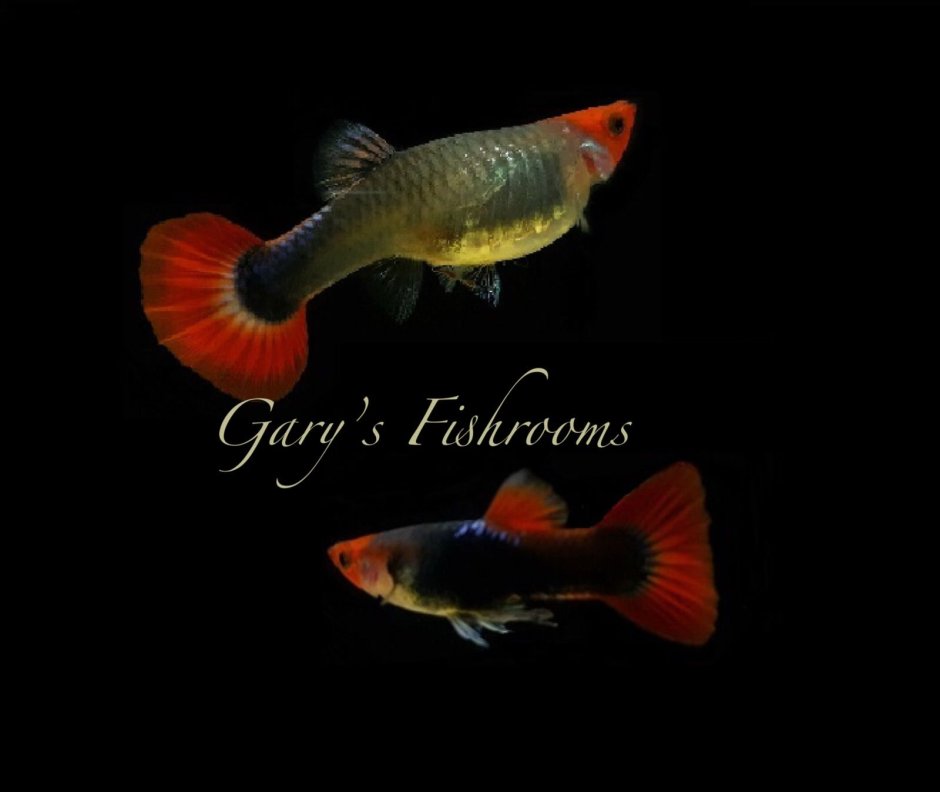 Гуппи ред тукседо