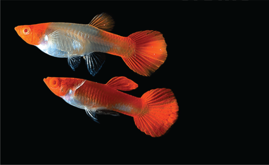 Королевский гуппи красный дракон