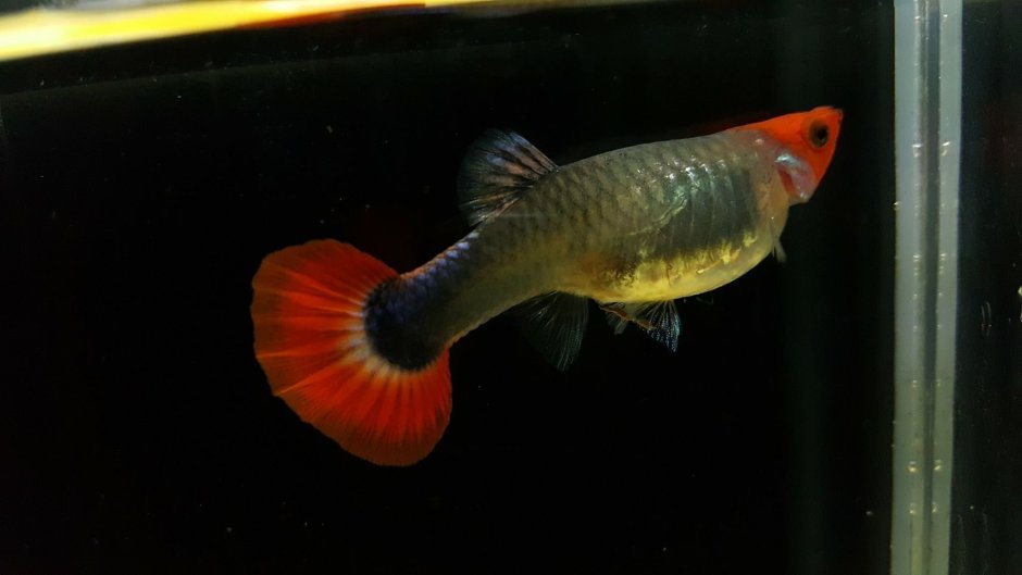 Гуппи кои тукседо