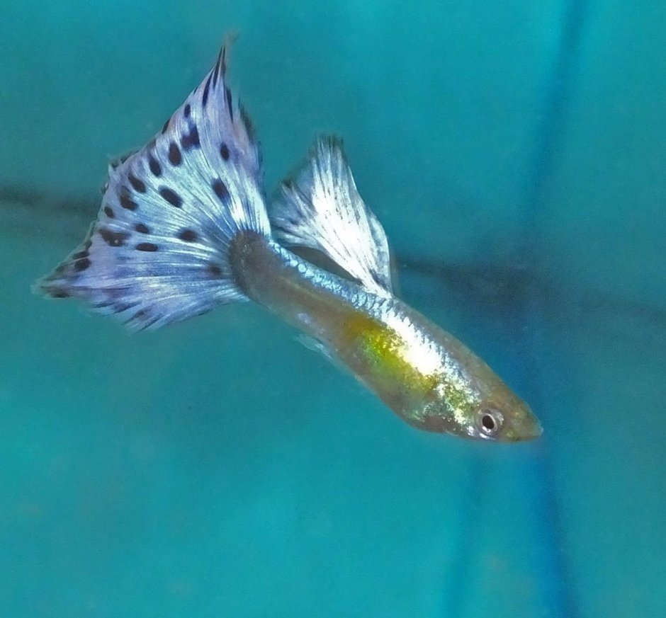 Гуппи берлинцы