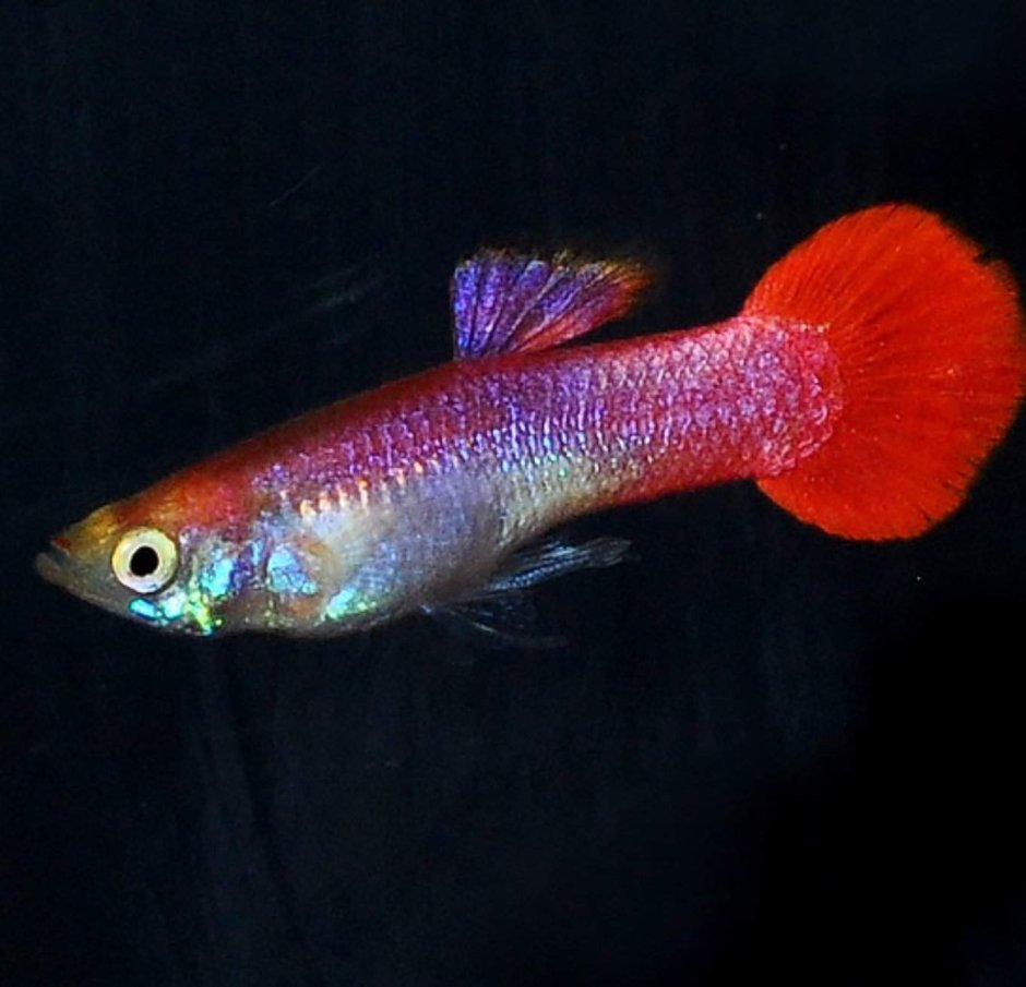 Пецилия голубой коралл 3-4см.