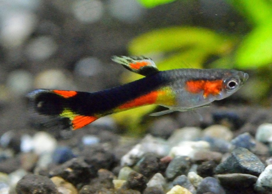 Гуппи Tuxedo Red