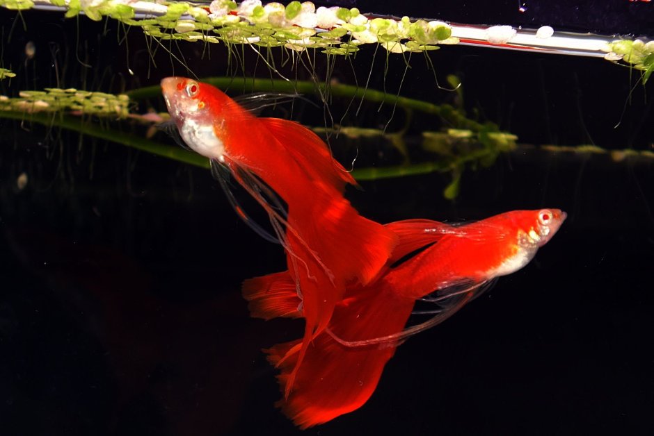 Гуппи ред Кобра альбино