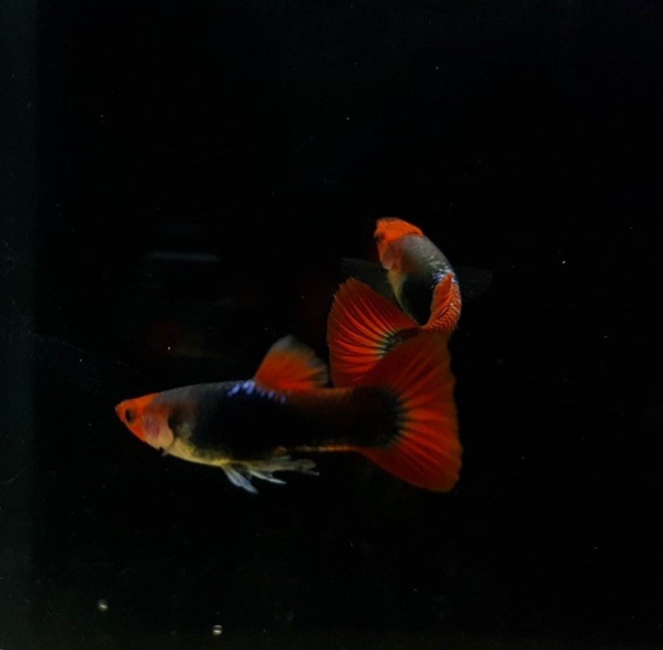 Гуппи Red Koi