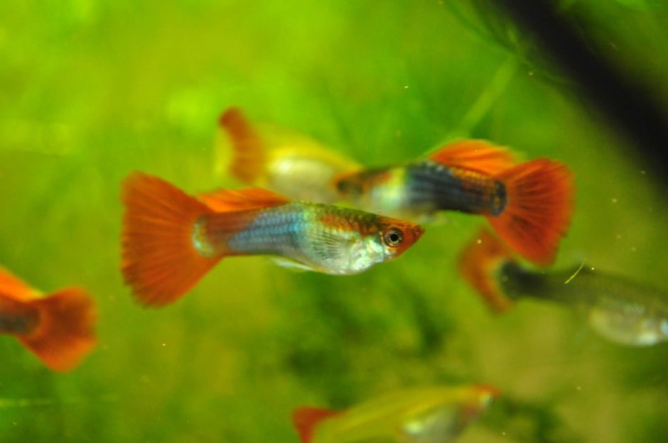 Гуппи Такседо кои