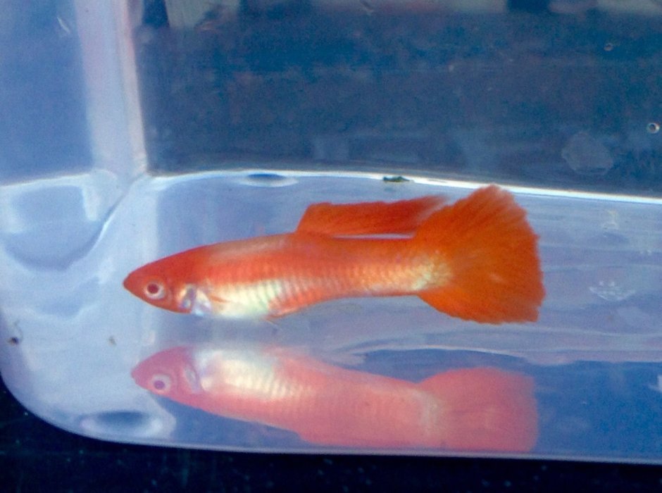 Кои альбино