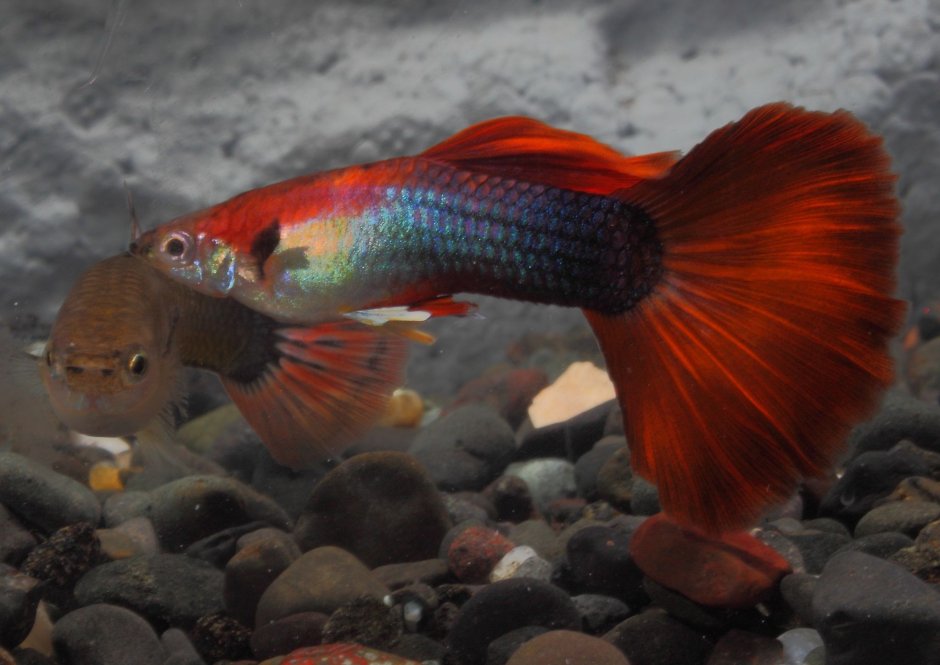 Гуппи Такседо