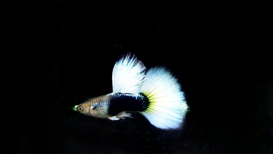 Гуппи Санта Клаус