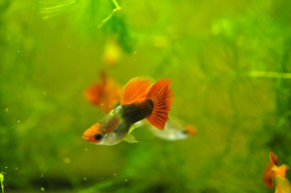Гуппи кои тукседо