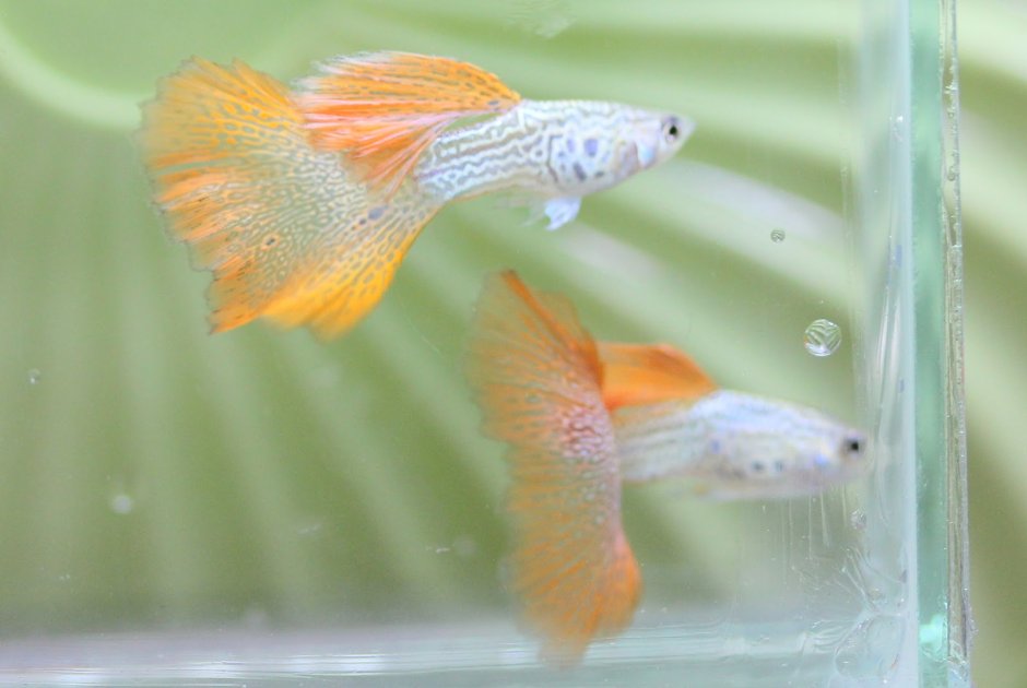 Гуппи ред Тейлор