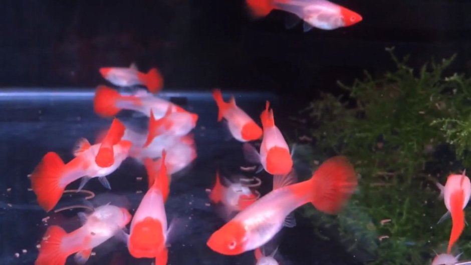 Гуппи кои тукседо