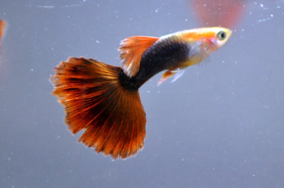 Гуппи Берлинские