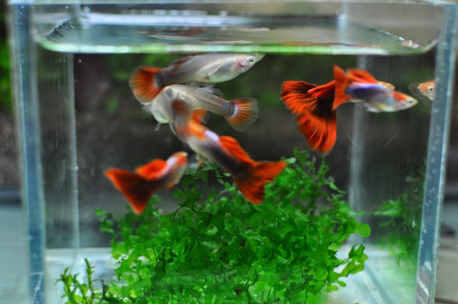 Гуппи рыбки Берлинское