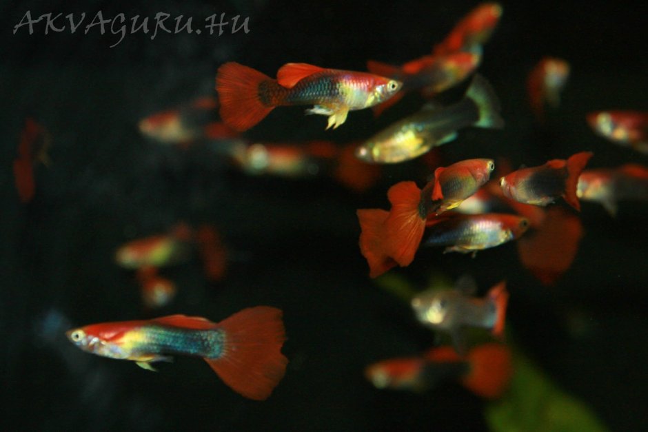 Пецилии кои