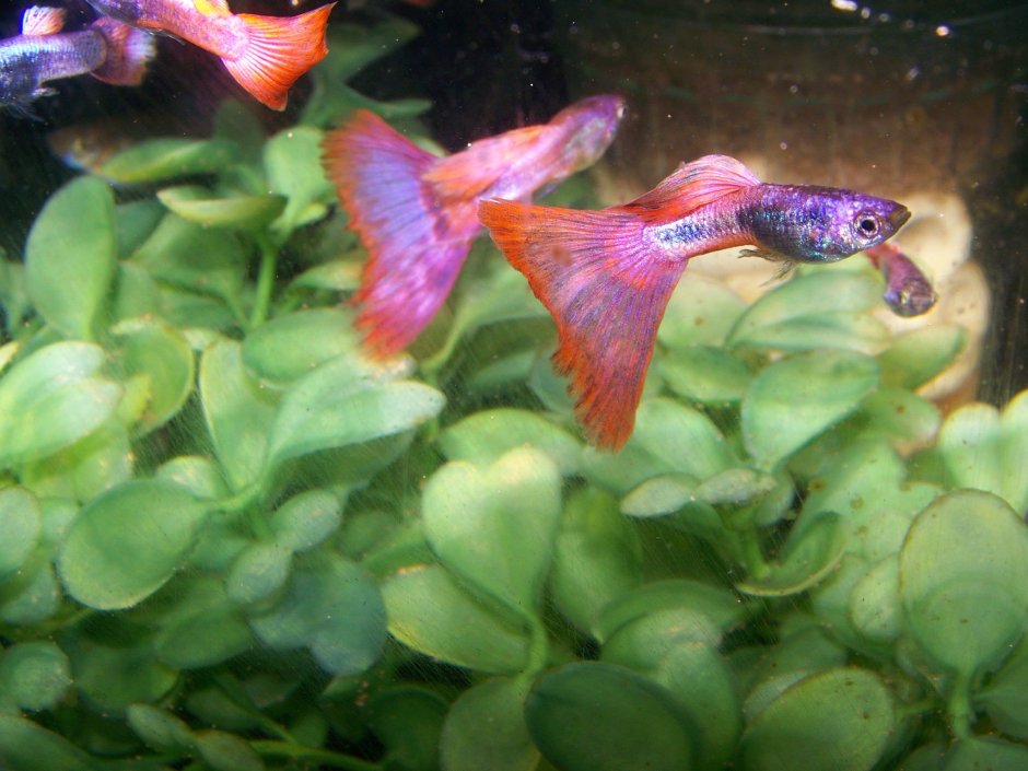 Гуппи розовый Фламинго
