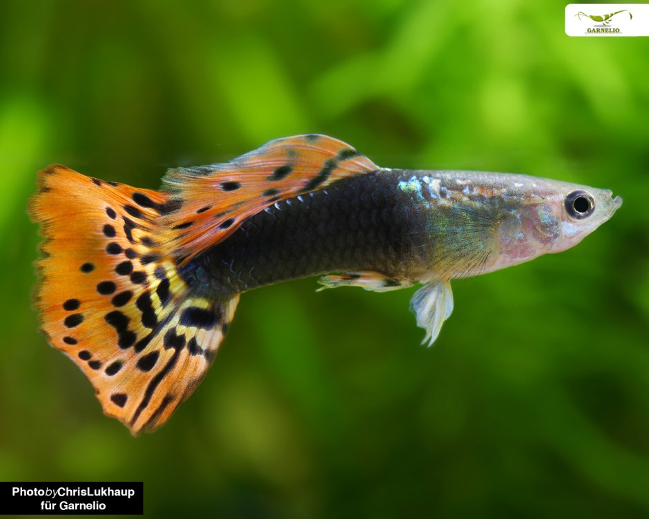 Гуппи халф Мун