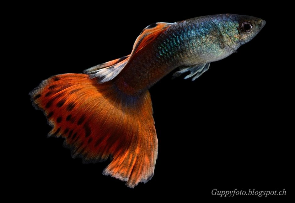 Рыба гуппи аквариумная самка