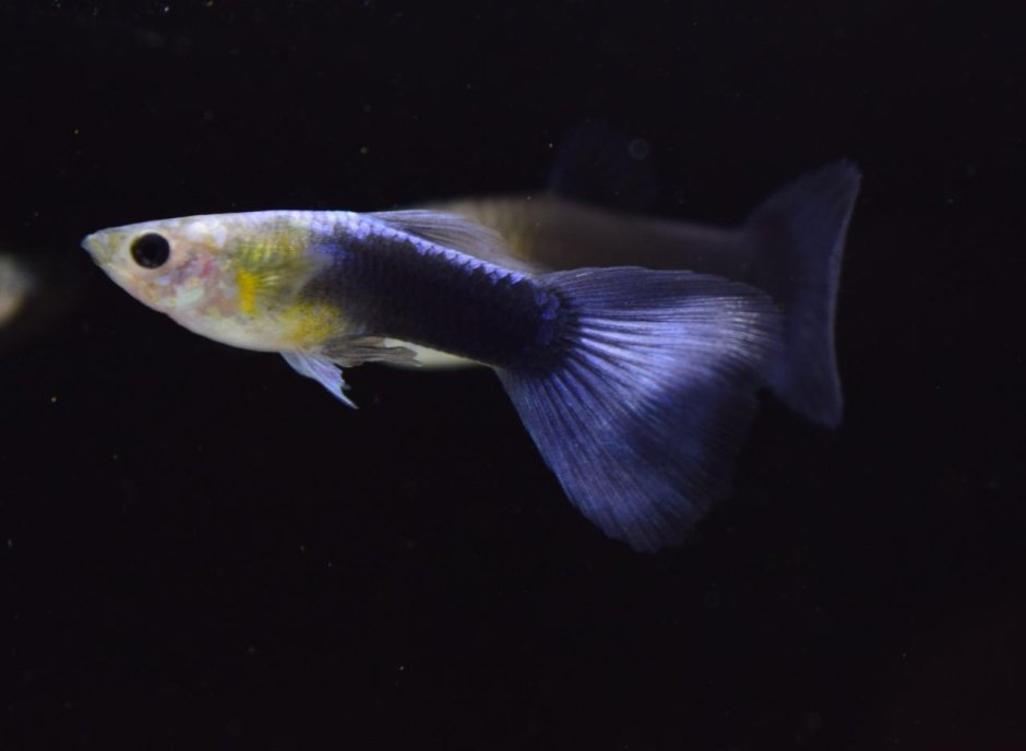 Гуппи тукседо смокинг