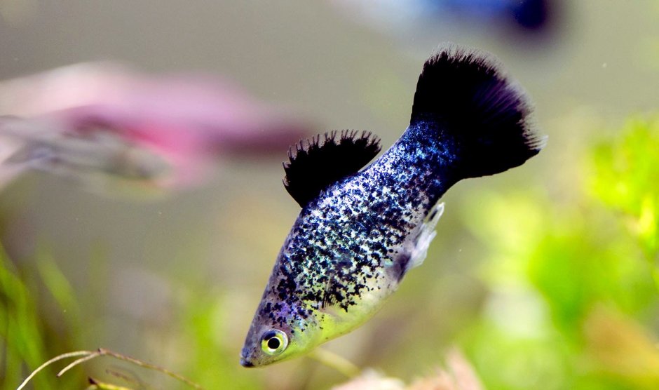 Пецилия Калико голубая