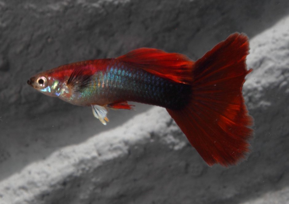 Гуппи бордовый