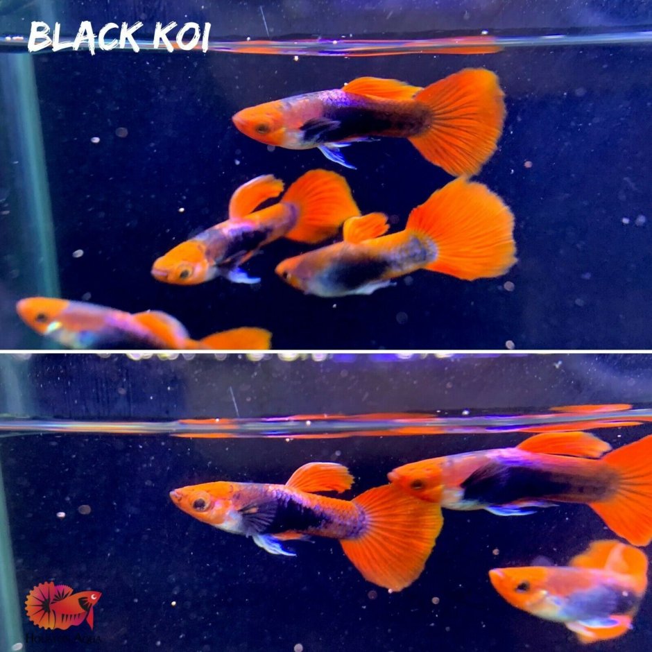 Гуппи кои ред тукседо