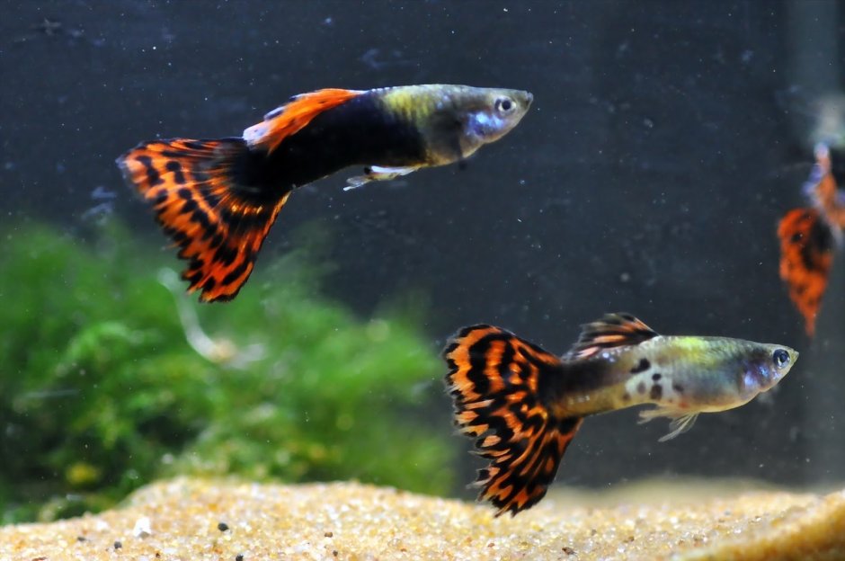 Гуппи черный принц