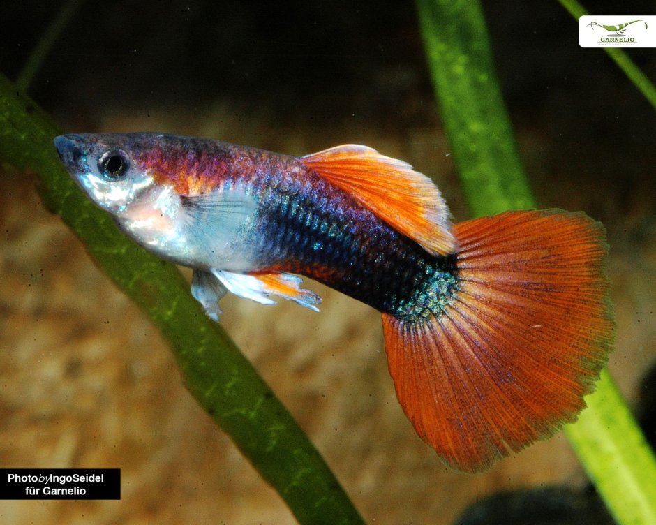 Гуппи Такседо красный