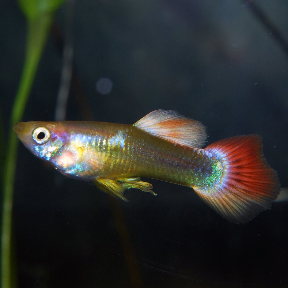 Гуппи Red Tail