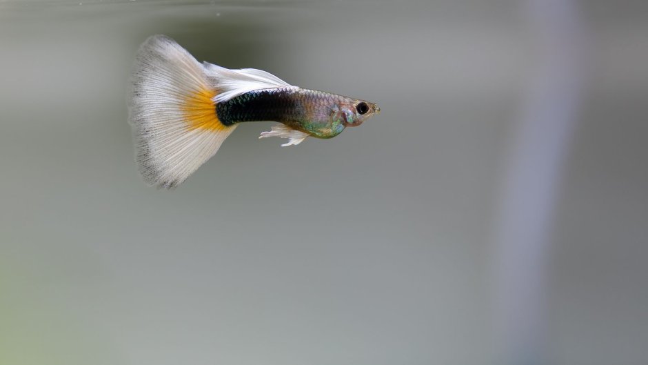 Красивые гуппи фото