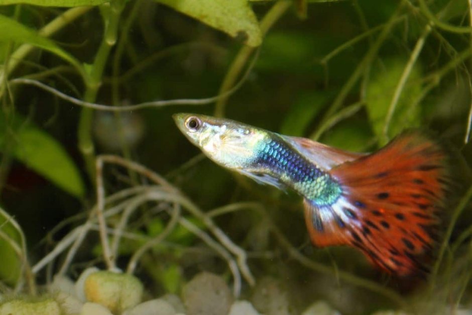 Гуппи тукседо вельвет