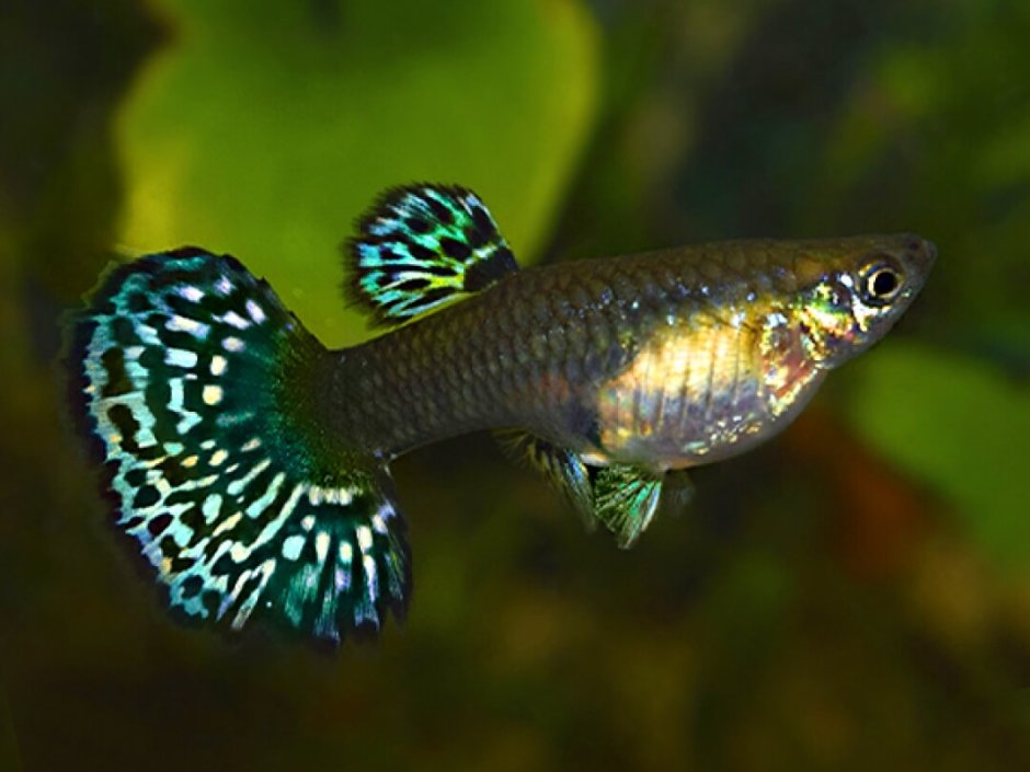Аква рыбки гуппи