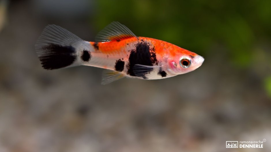 Меченосец тукседо