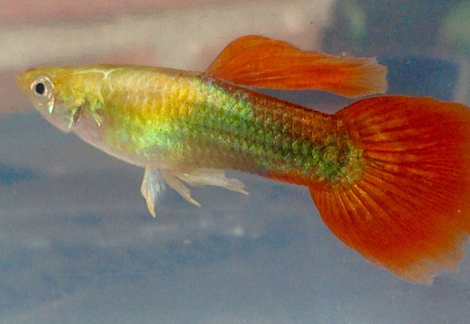 Гуппи тукседо красный