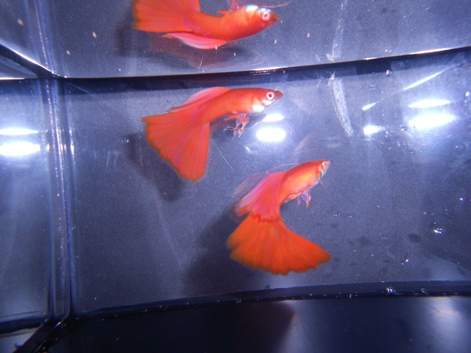 Гуппи real Red Eye Albino