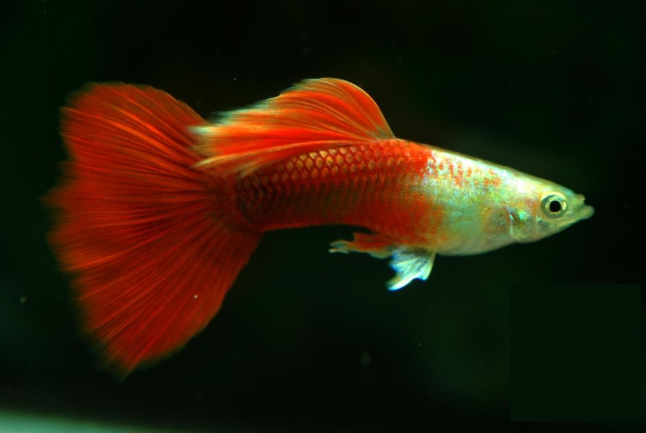 Красные аквариумные рыбки гуппи