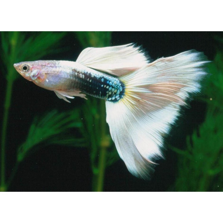 Рыба гуппи Poecilia reticulata