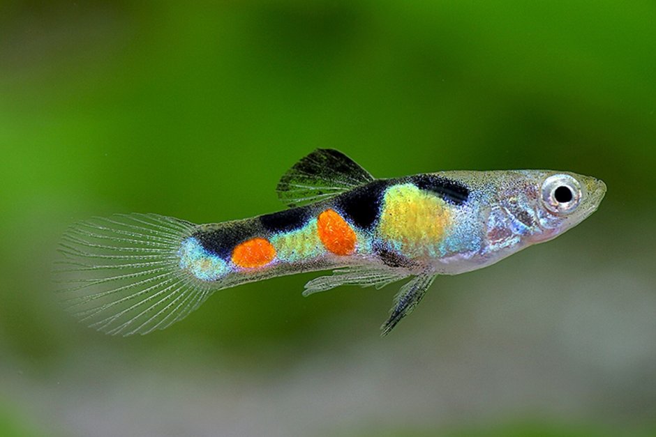 Рыбки гуппи Эндлера