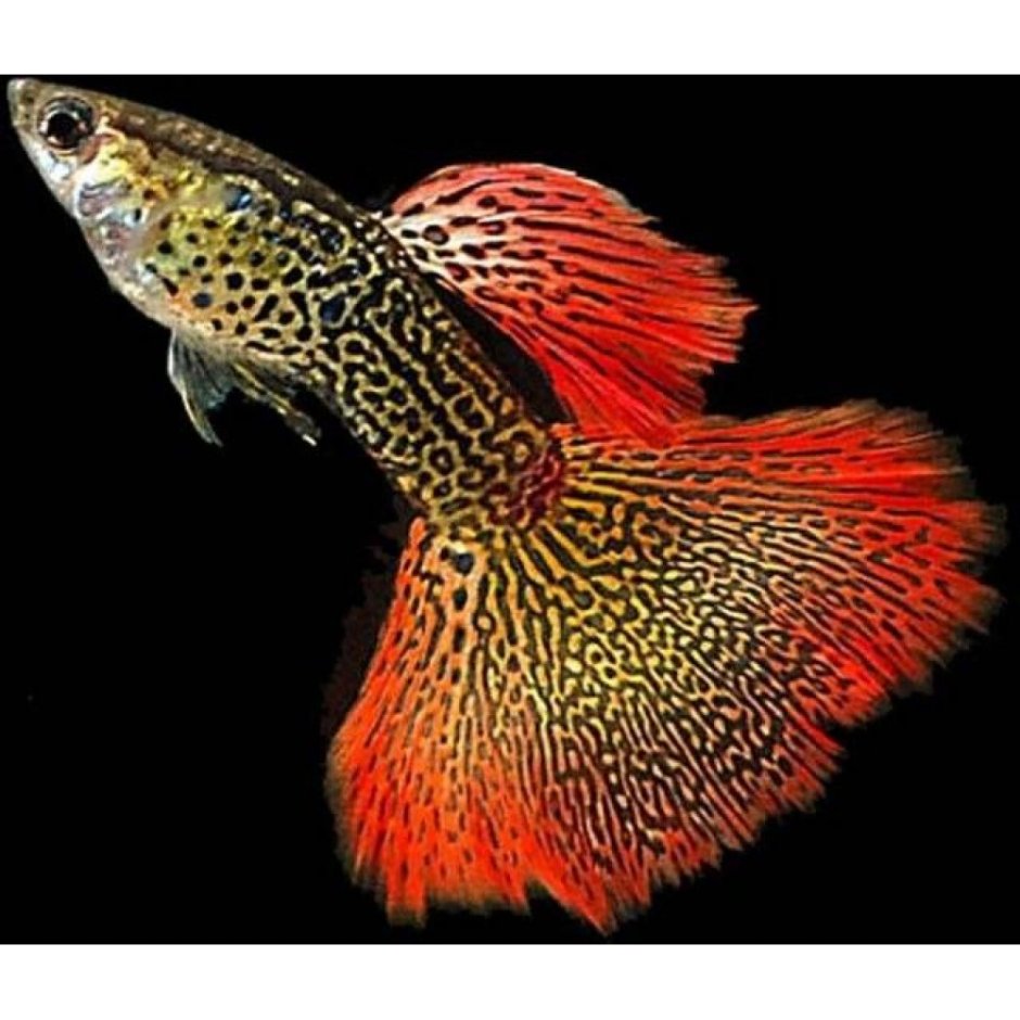 Гуппи Кобра