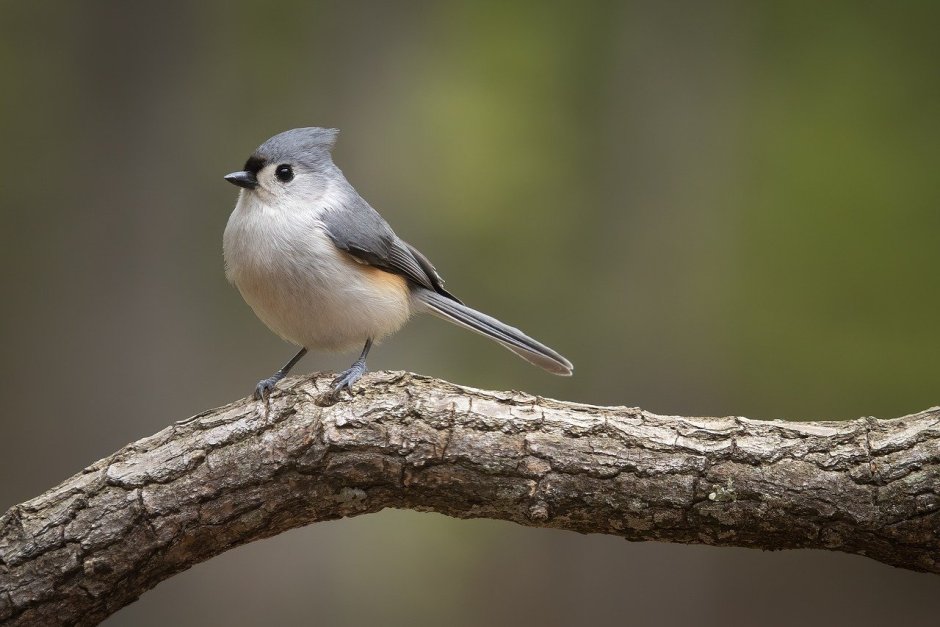 Серенькая птичка с длинным хвостиком
