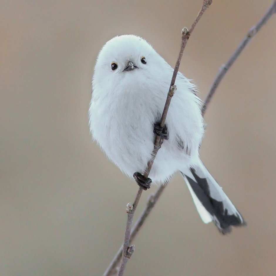 Синица ополовник