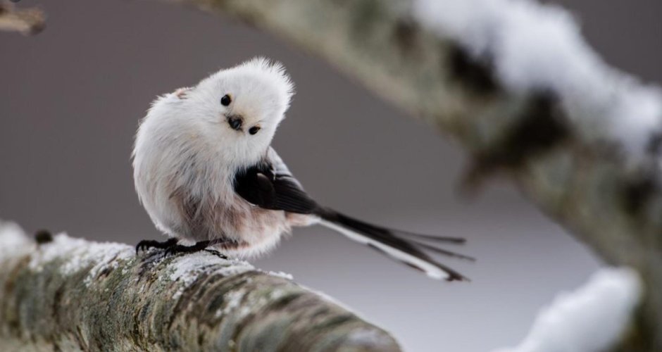 Длиннохвостая синица Хоккайдо