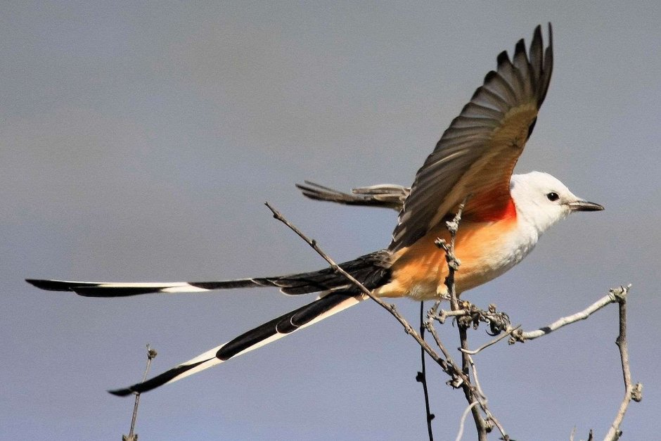 Птица с раздвоенным хвостом в Сибири