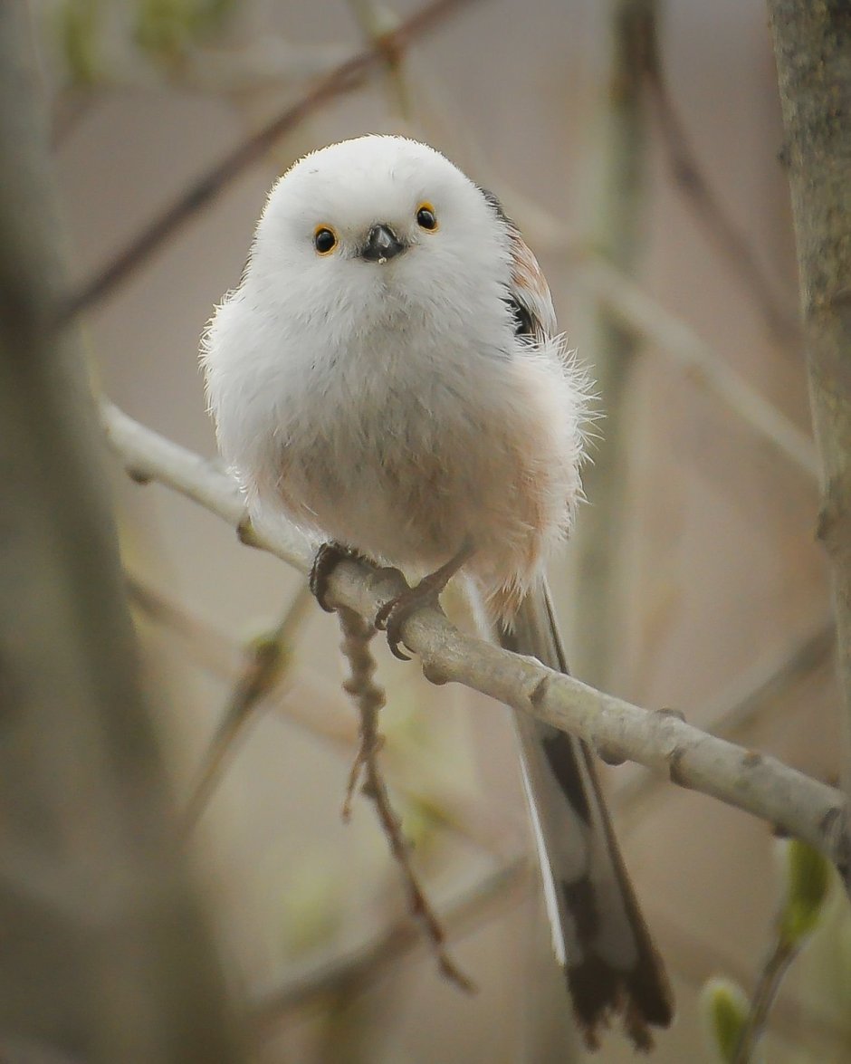 Длиннохвостая синица
