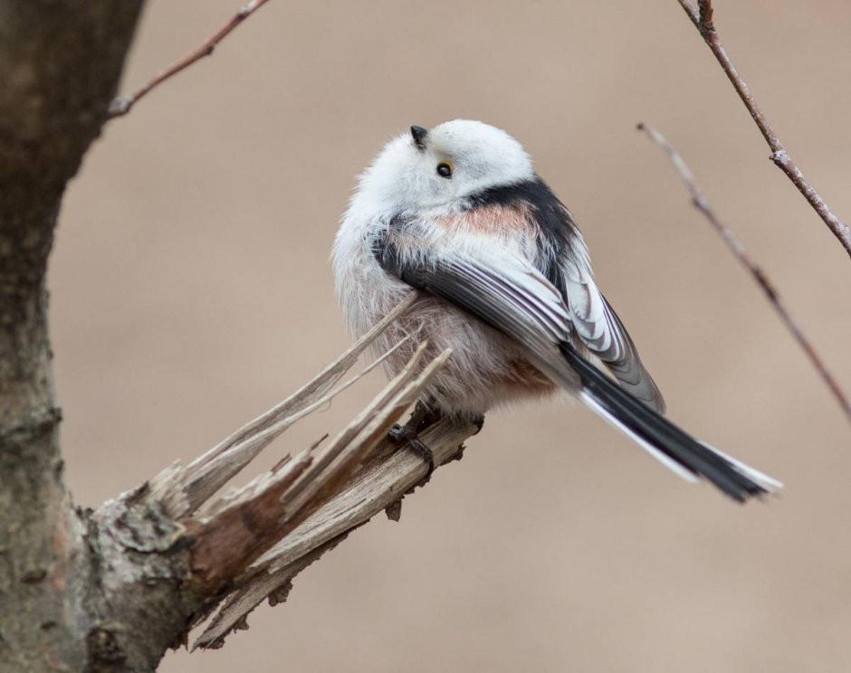 Длиннохвостая синица