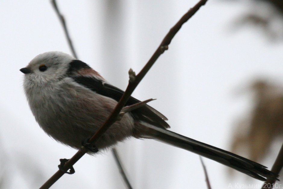 Птицы Ростовской области синица