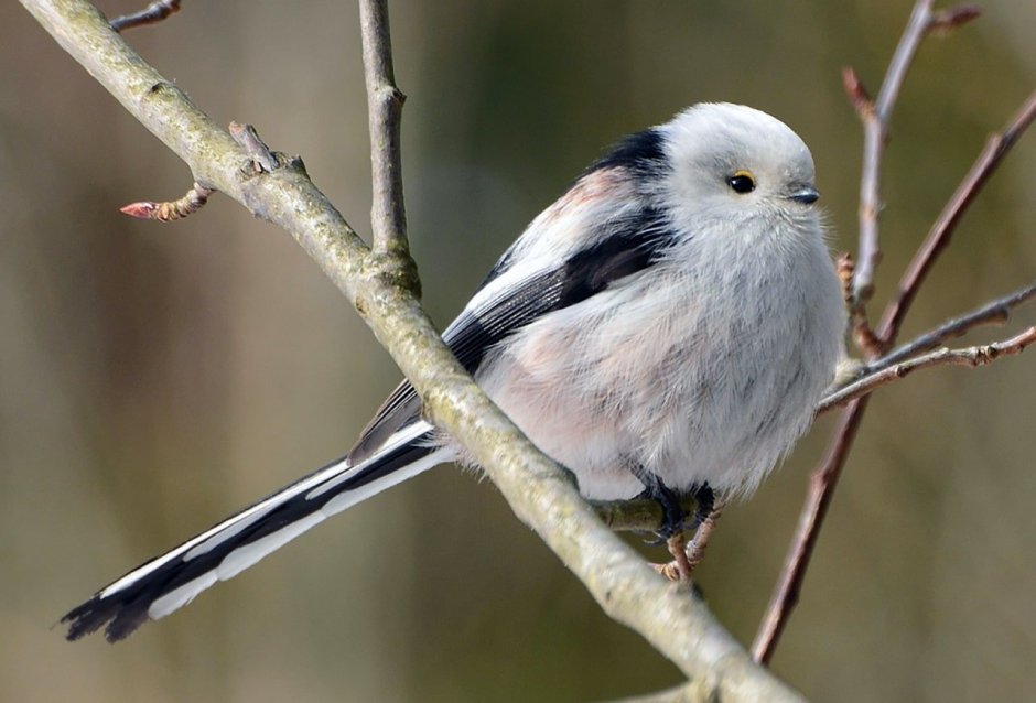 Синица ополовник