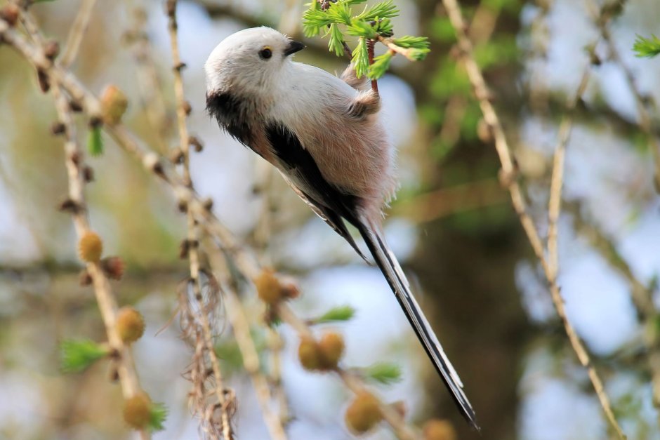 Длиннохвостая синица ареал обитания