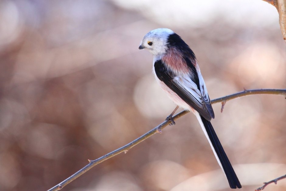 Длиннохвостая синица