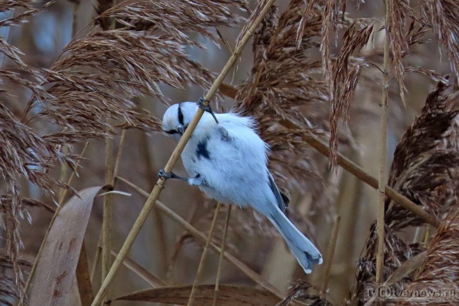 Голубая синица в России
