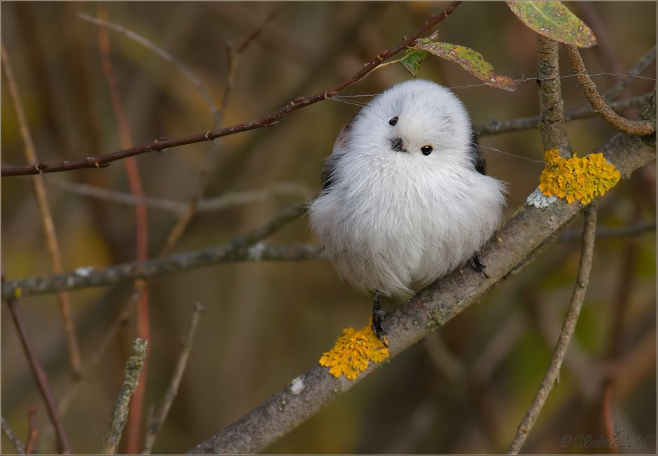 Белая синица длиннохвостая